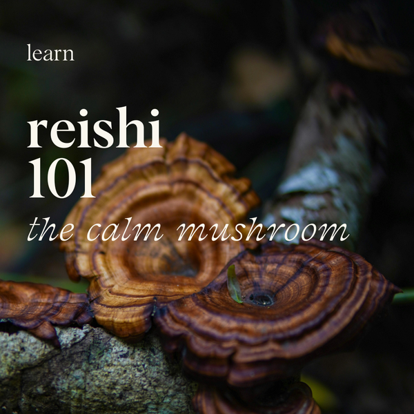 reishi: the calm mushroom
