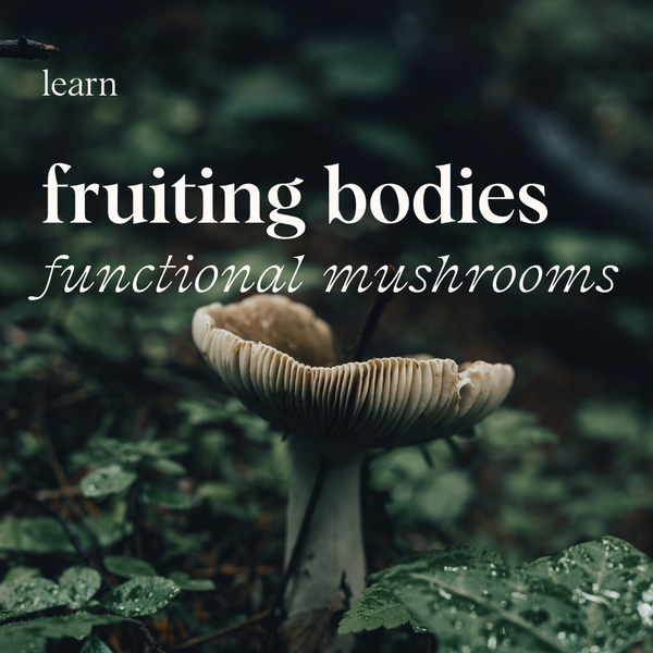Fruiting Bodies: A Dietitian’s Take on Mushroom Supplements