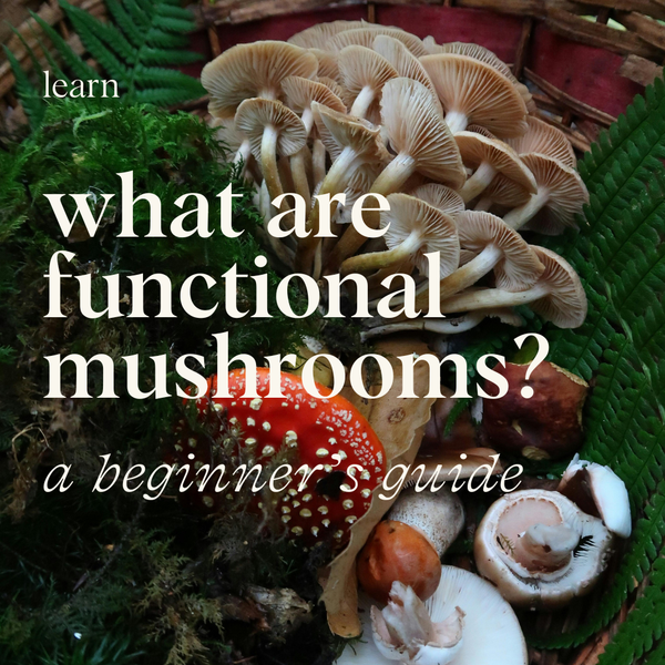 what are functional mushrooms