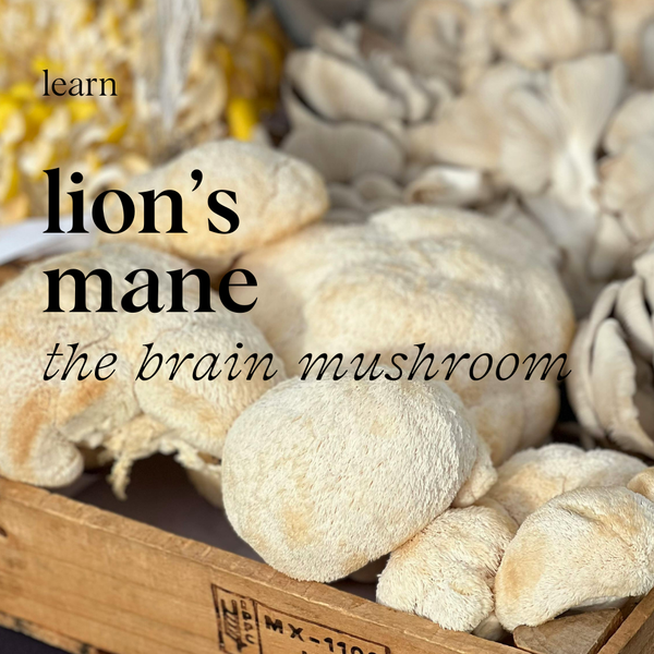 lion's mane: the brain mushroom