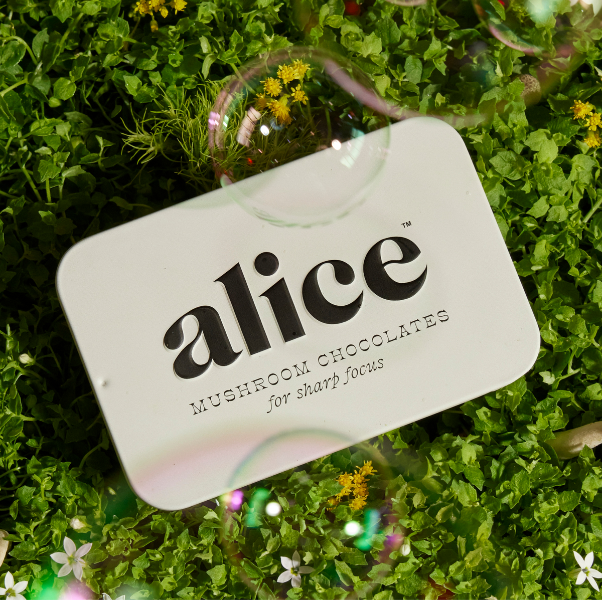Brainstorm mushroom chocolate tin, cream, lid reading alice mushroom chocolates for sharp focus, resting on moss