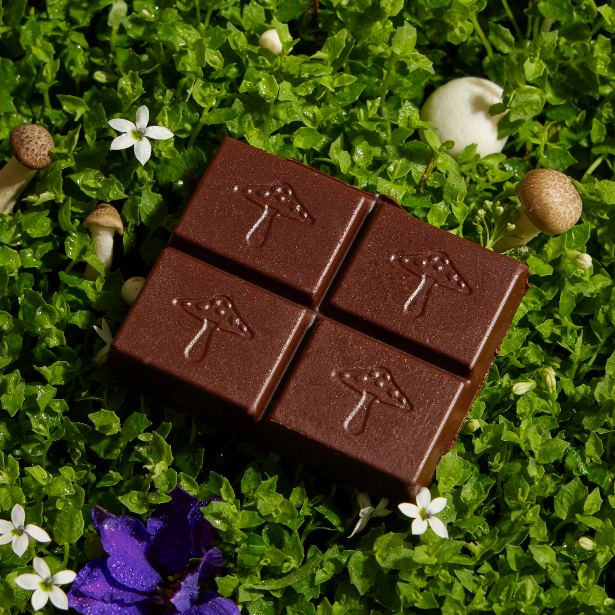 Four alice dark chocolate squares embossed with mushrooms, resting on moss