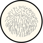 LION’S MANE MUSHROOMS