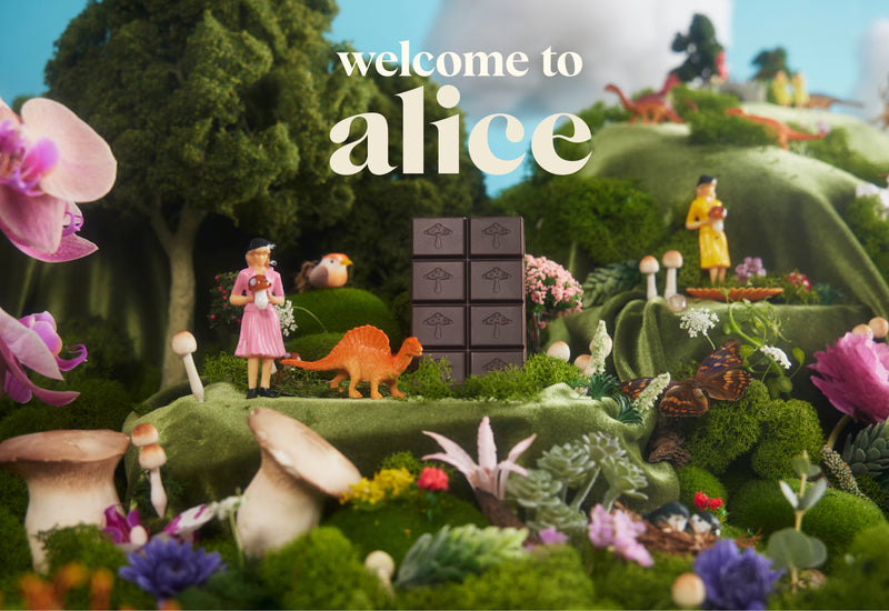 Welcome to alice