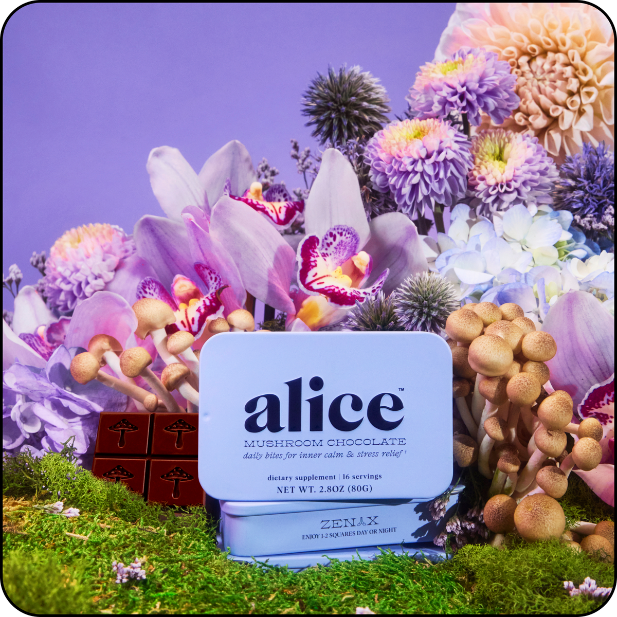 Zen-X mushroom chocolate tin, light blue, resting on moss among orchids and small mushrooms