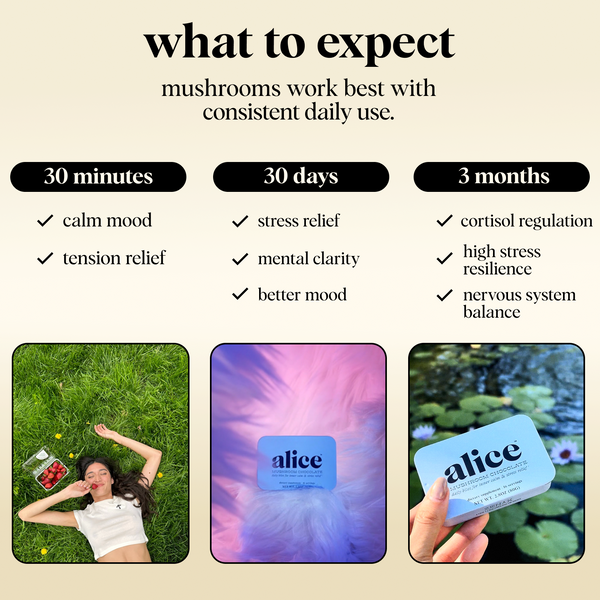 zen-x functional mushroom subscription kit