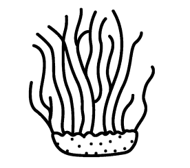 aim-instores img/art-pt-cordyceps.webp