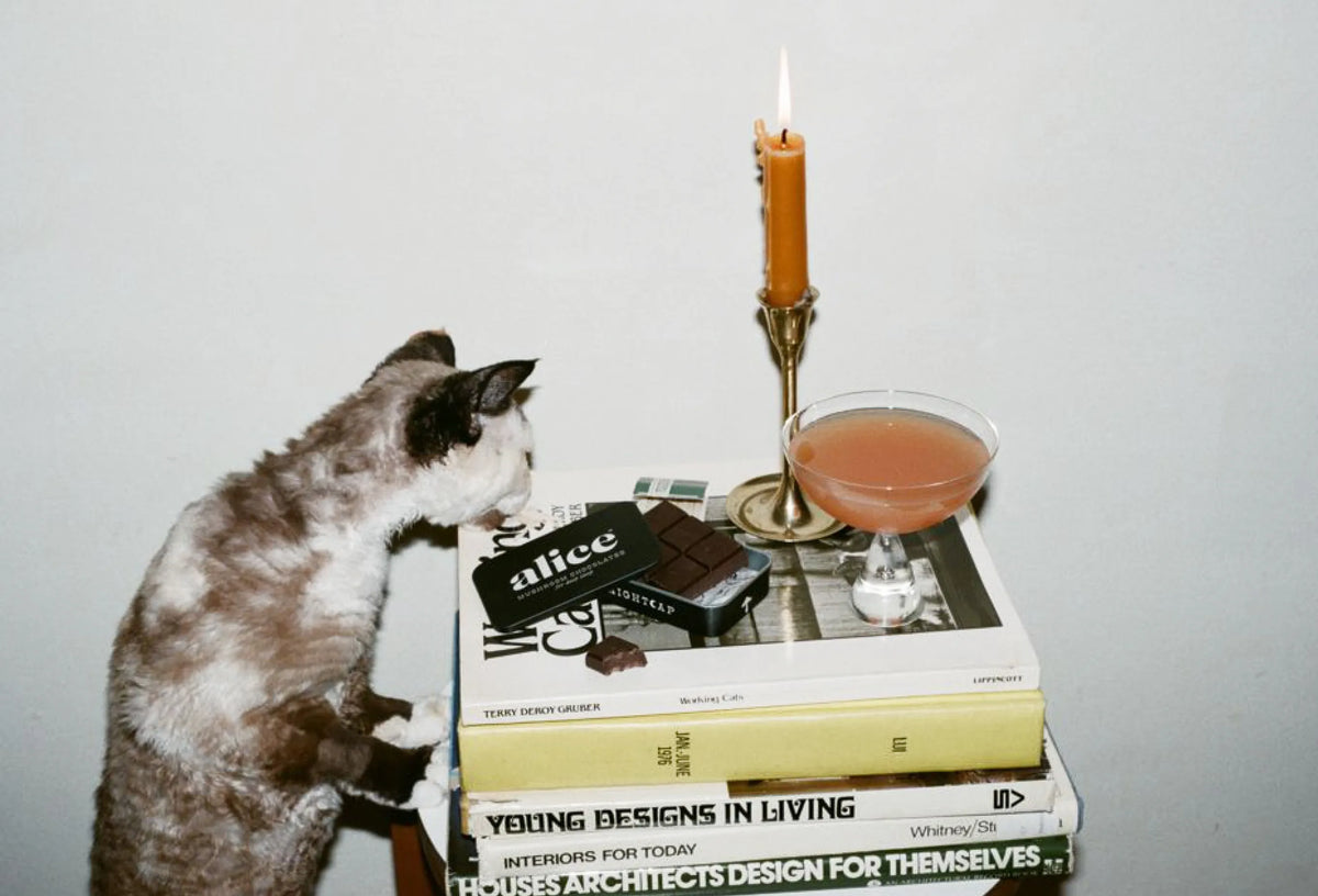 aim-instores img/curious-cat.webp