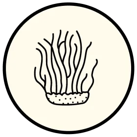 aim-instores img/icon-bs-cordyceps.webp