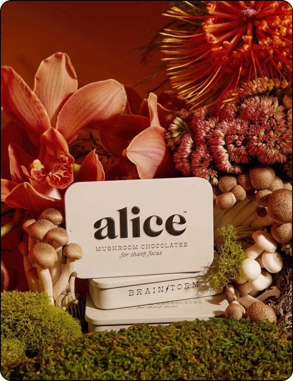 brainstorm tin on green moss surrounded by orange flowers and mushrooms