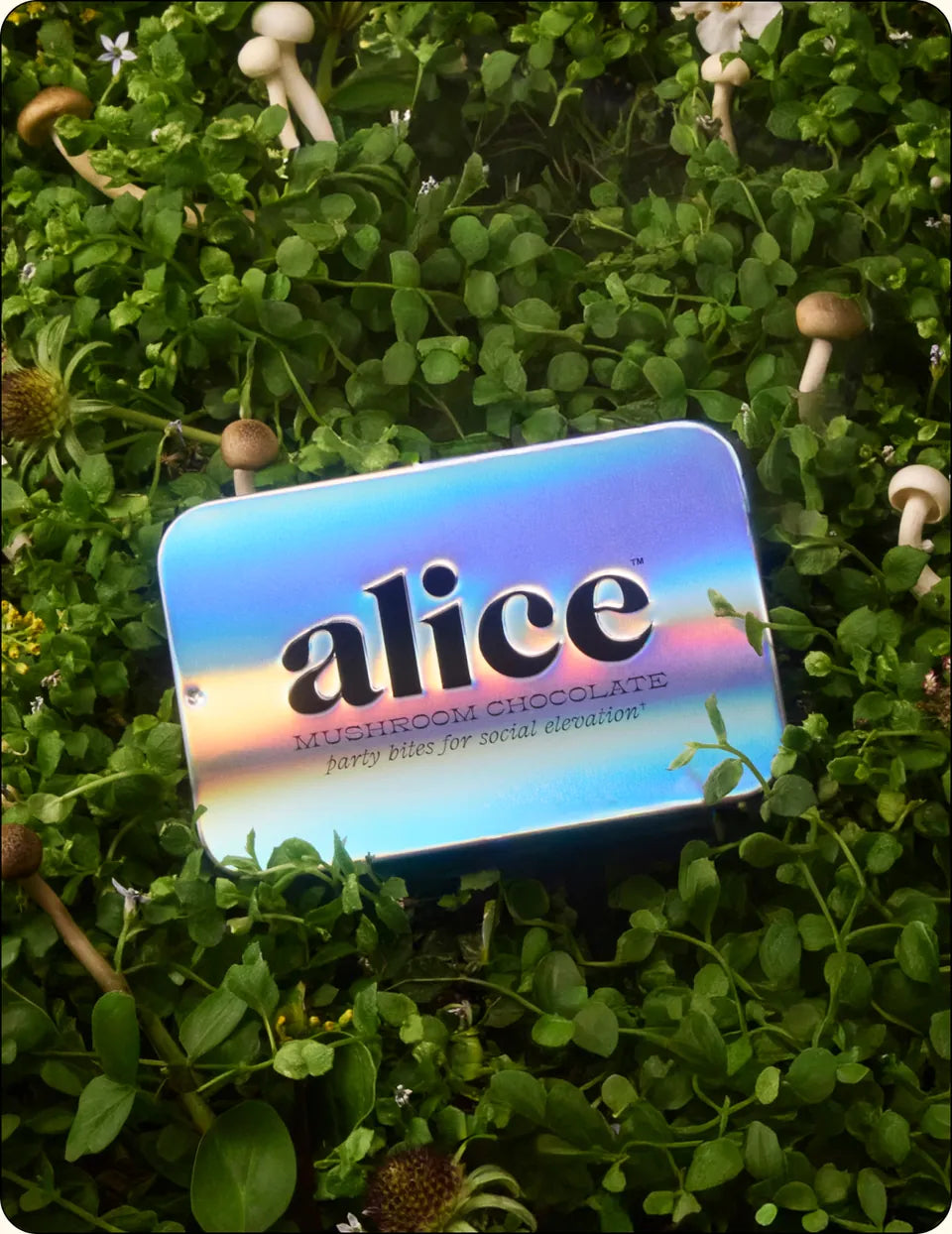 party trick tin, holographic, nestled in green foliage with small white flowers